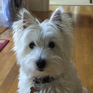 Meet your Posher, Susan